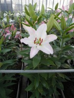 [1789 Burlesca No02.JPG]